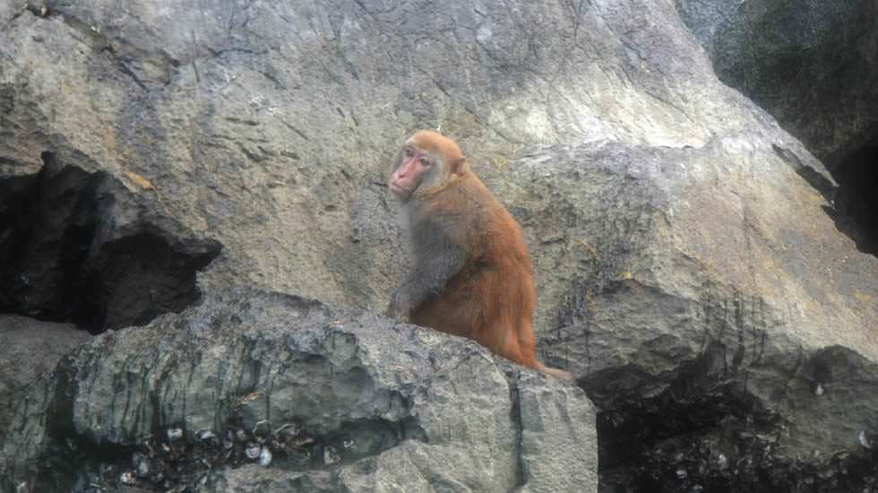 Affe auf einem Felsen