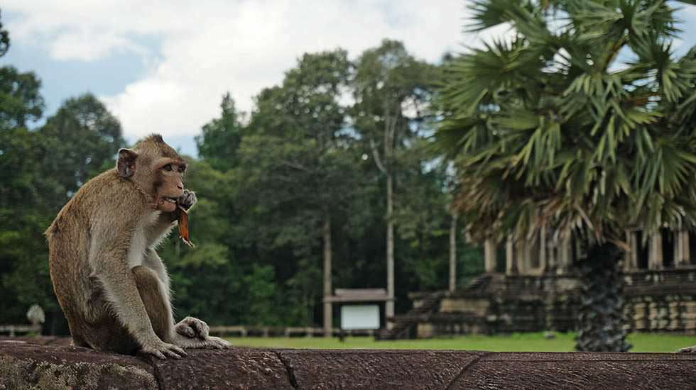 Affen vor dem Tempel