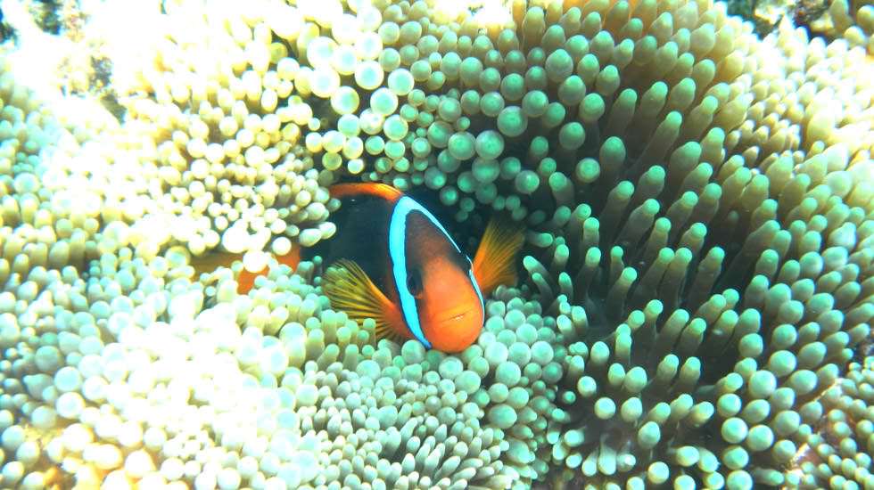 Nemo in seiner Anemone
