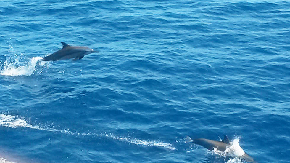 Delfine im Great Barrier Reef