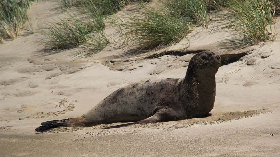 Seelöwe chillt