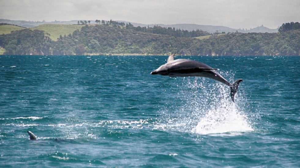 Delfin Neuseeland