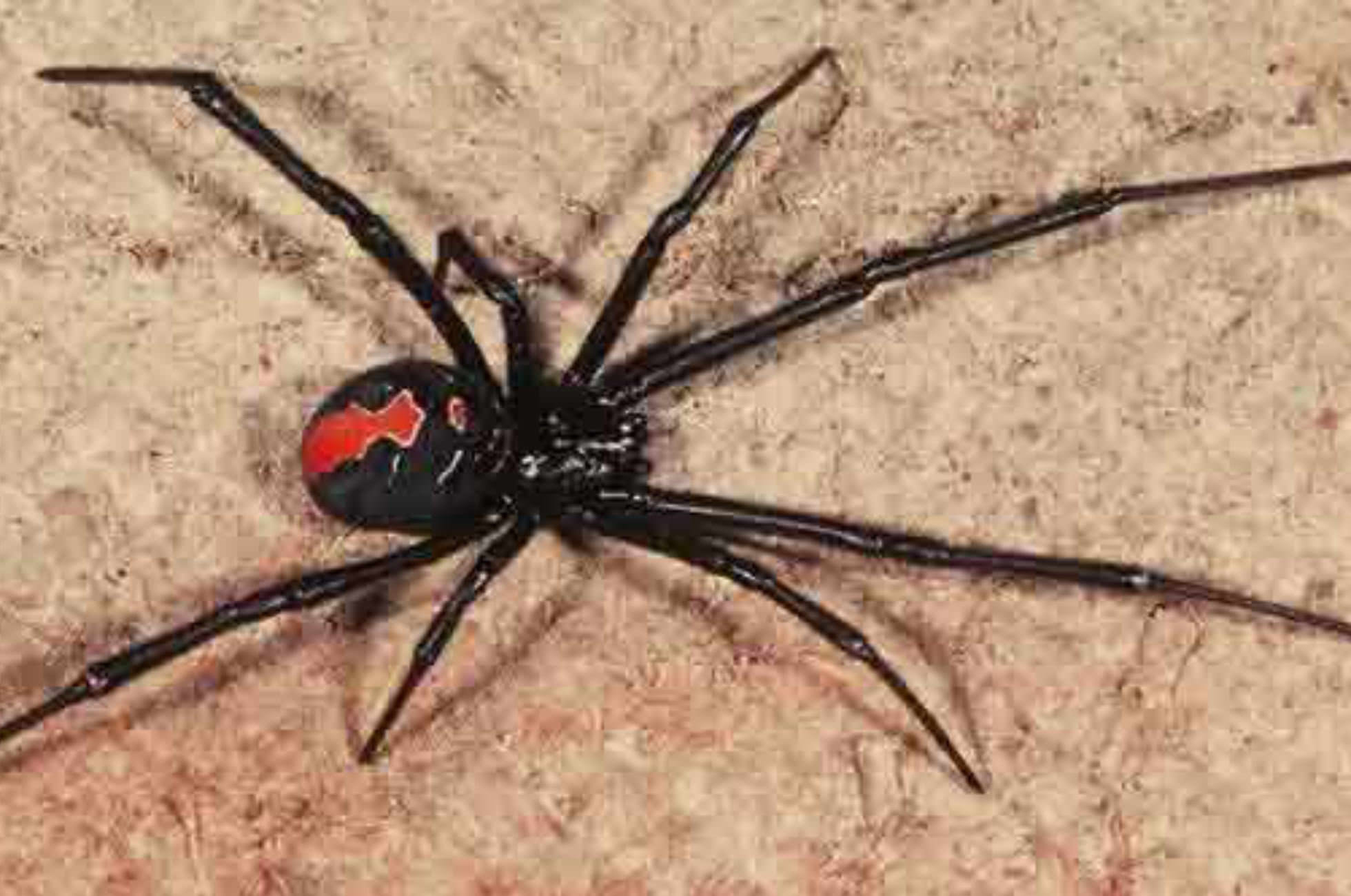 Rotrückenspinne red back spider Sydney