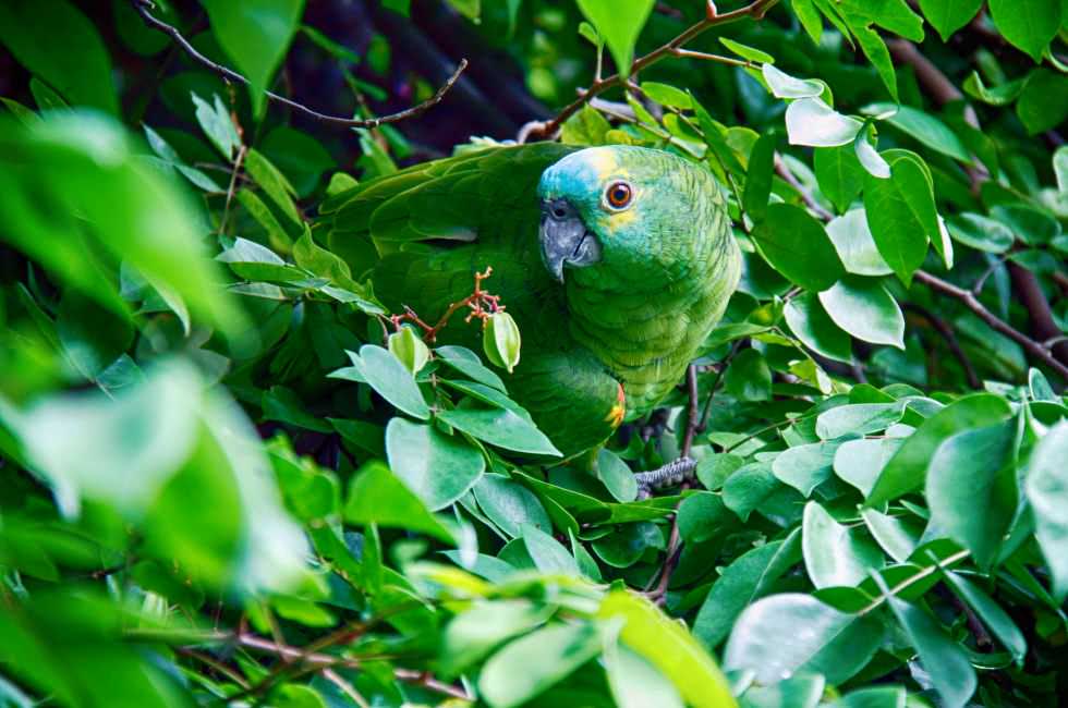 Vögel im Taman Negara