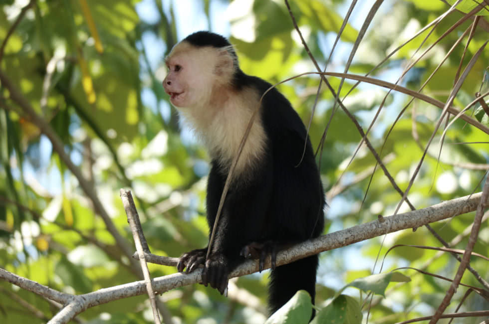 Affen Costa Rica