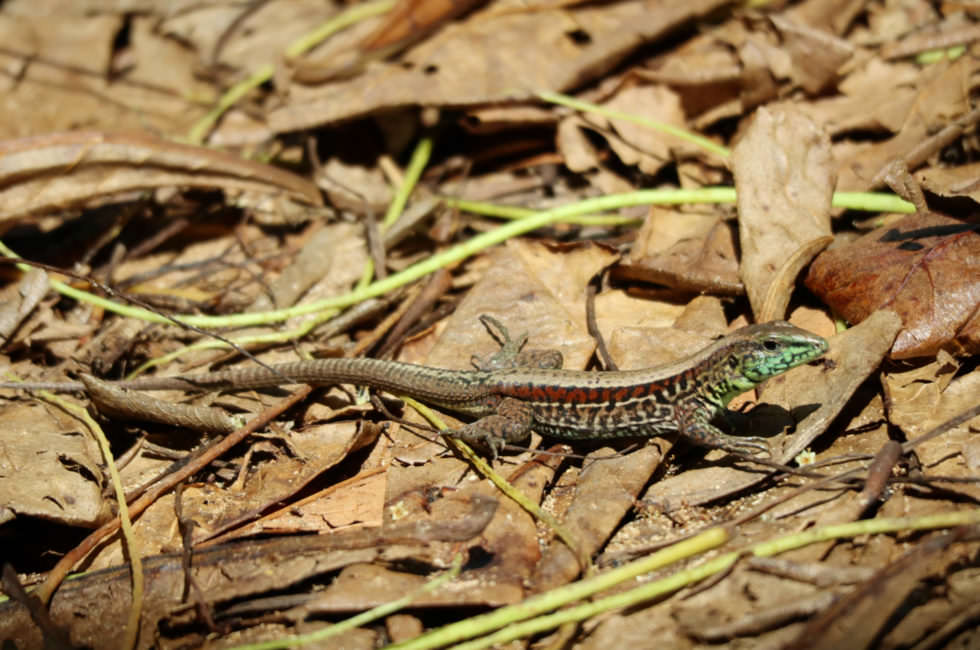 Gecko Costa Rica
