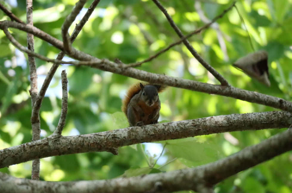 Eichhörnchen Costa Rica