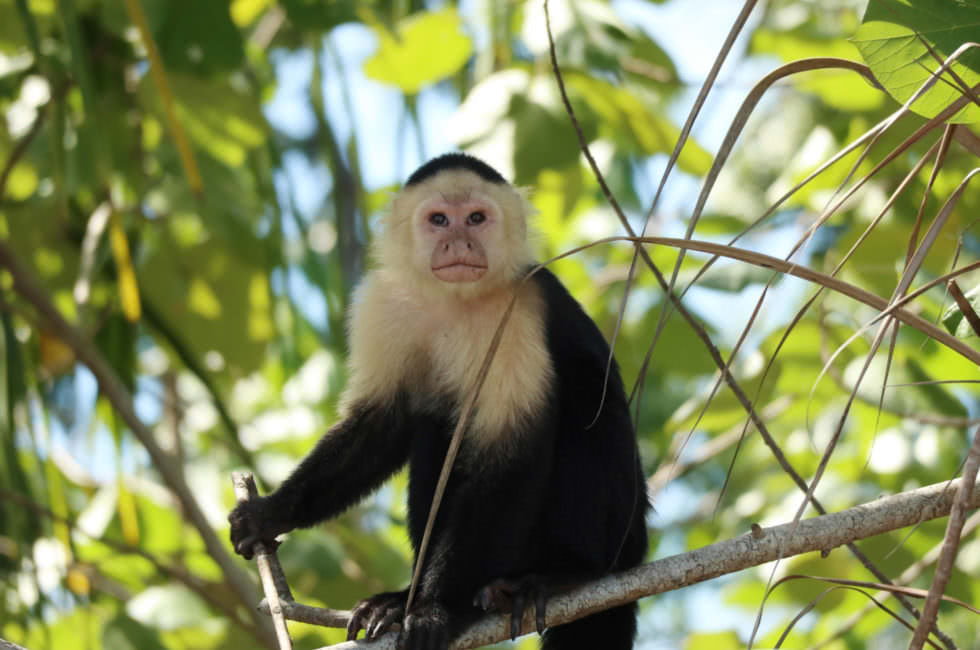 Affen Costa Rica