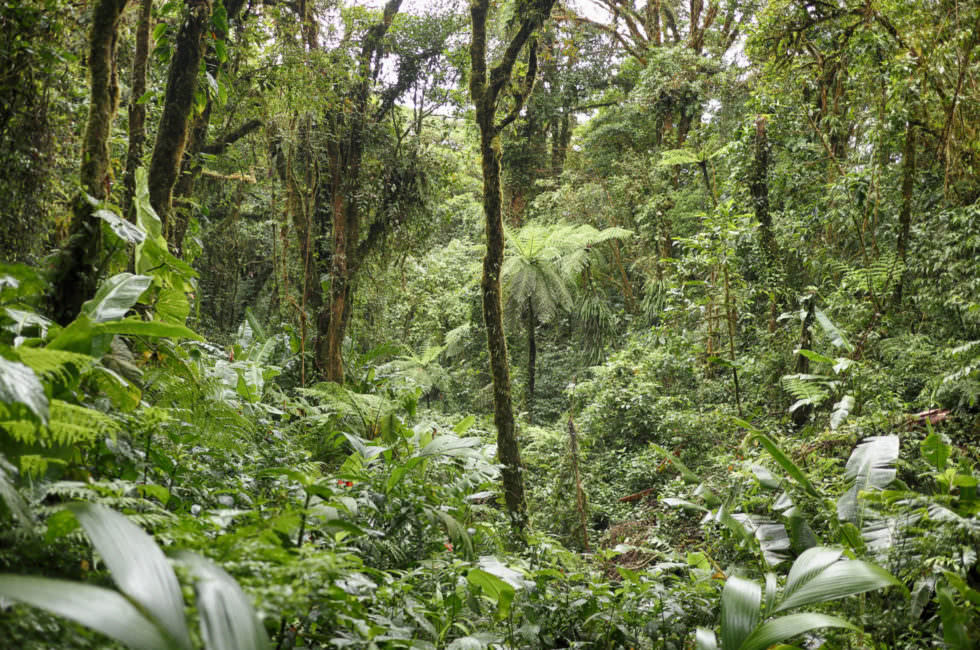 Cloud Forest Santa Elena