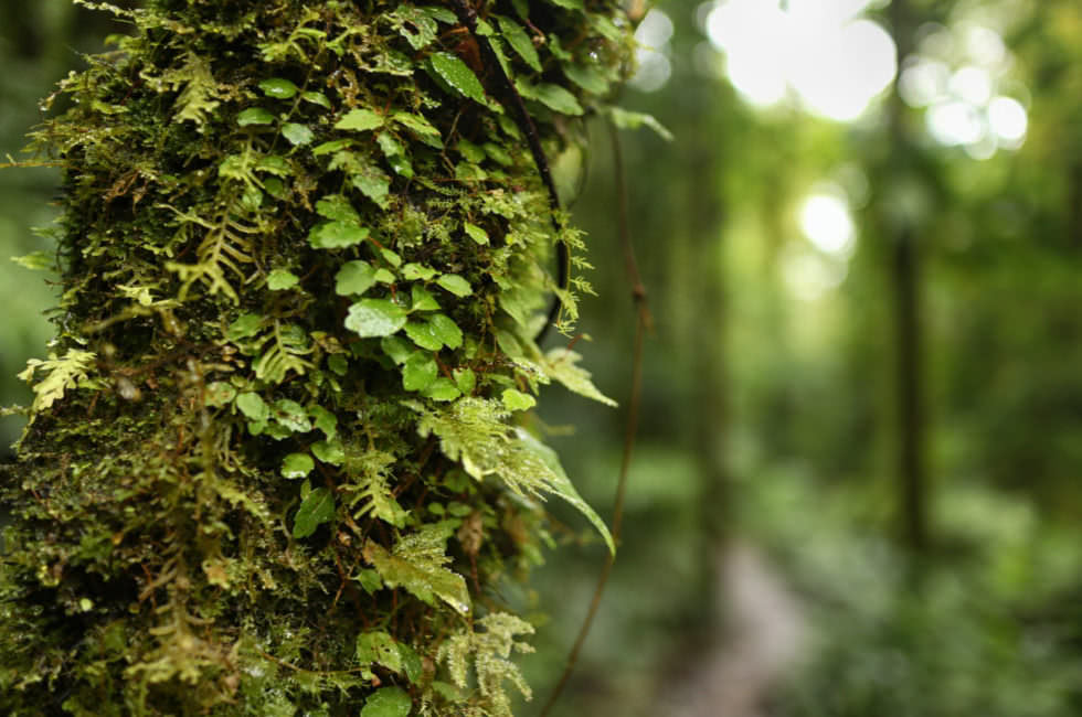 Cloud Forest Monteverde