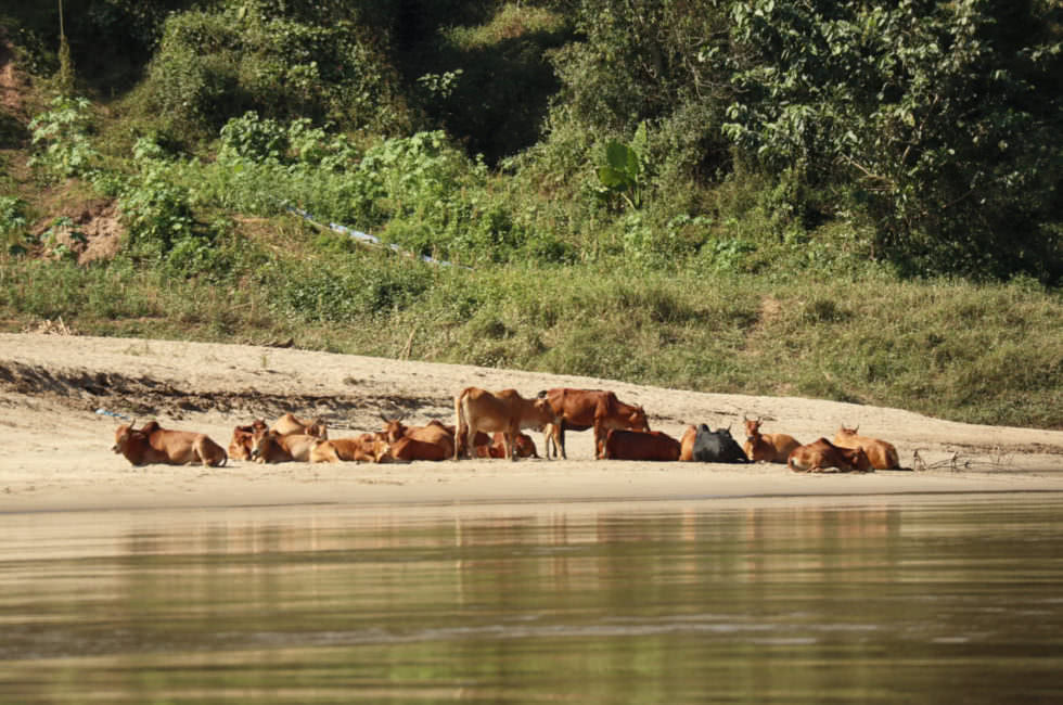 Kühe Mekong Laos