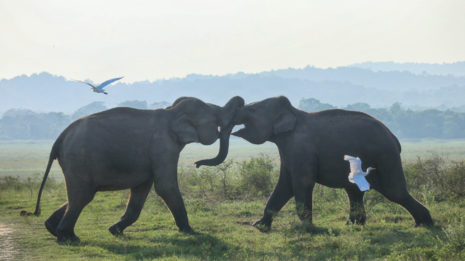 Nationalparks, Safaris, Bootsfahrten: Tiere auf Sri Lanka