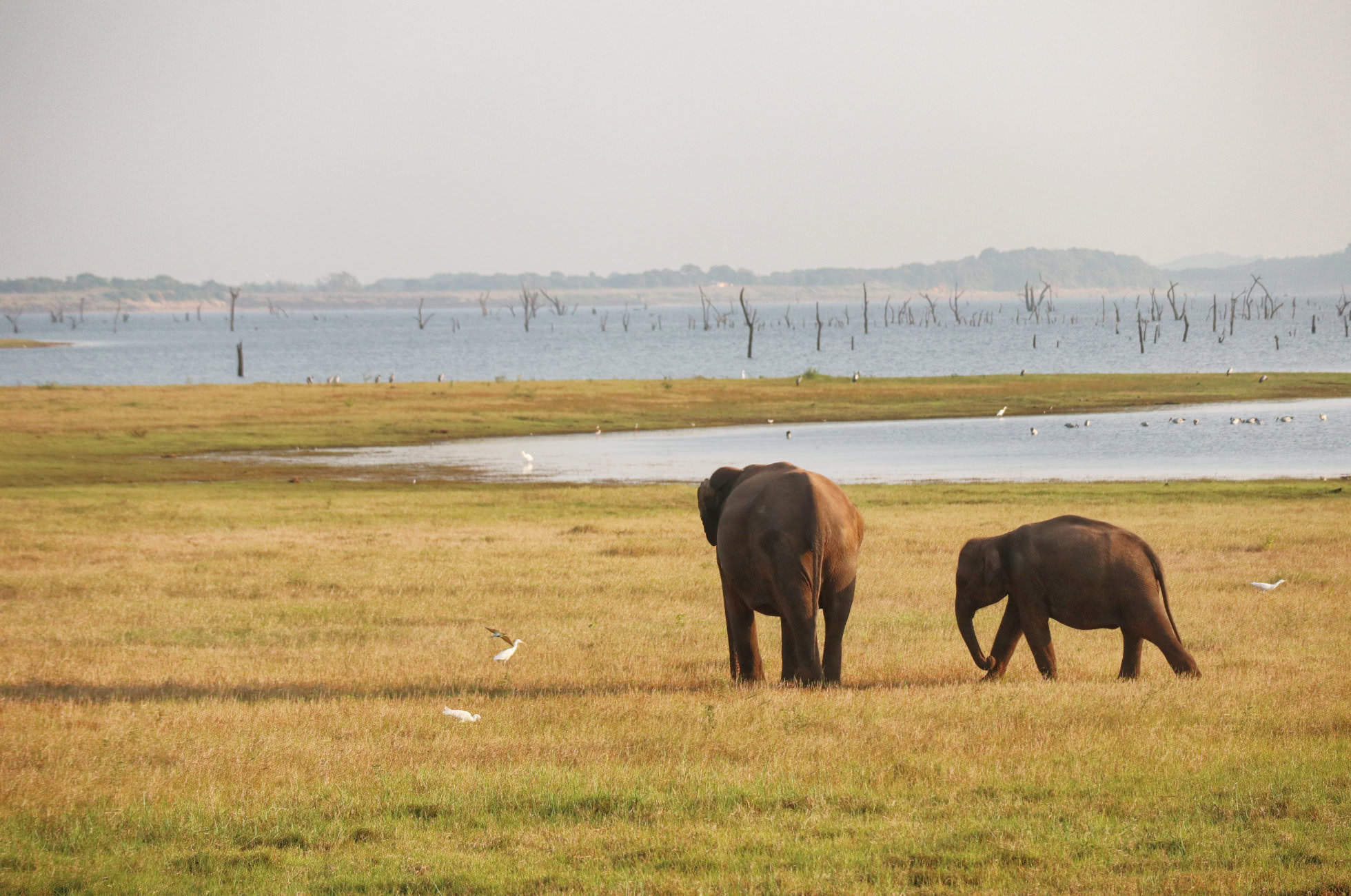 Safari Sri Lanka