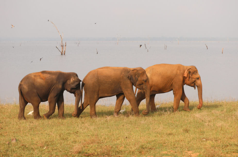 Elefanten Sri Lanka