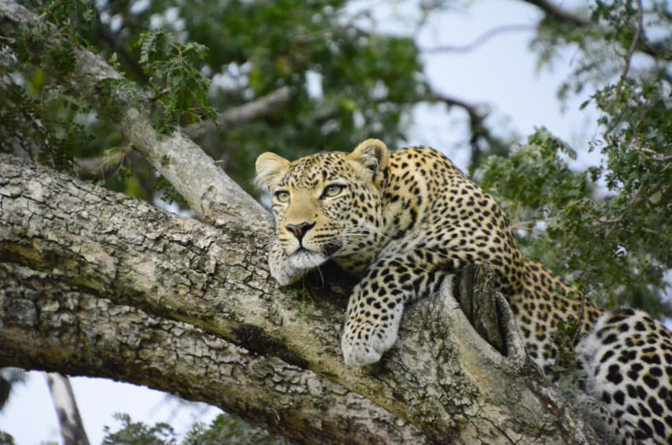 Yala Nationalpark