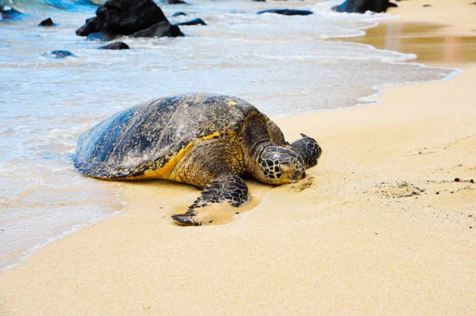 Schildkröten Sri Lanka