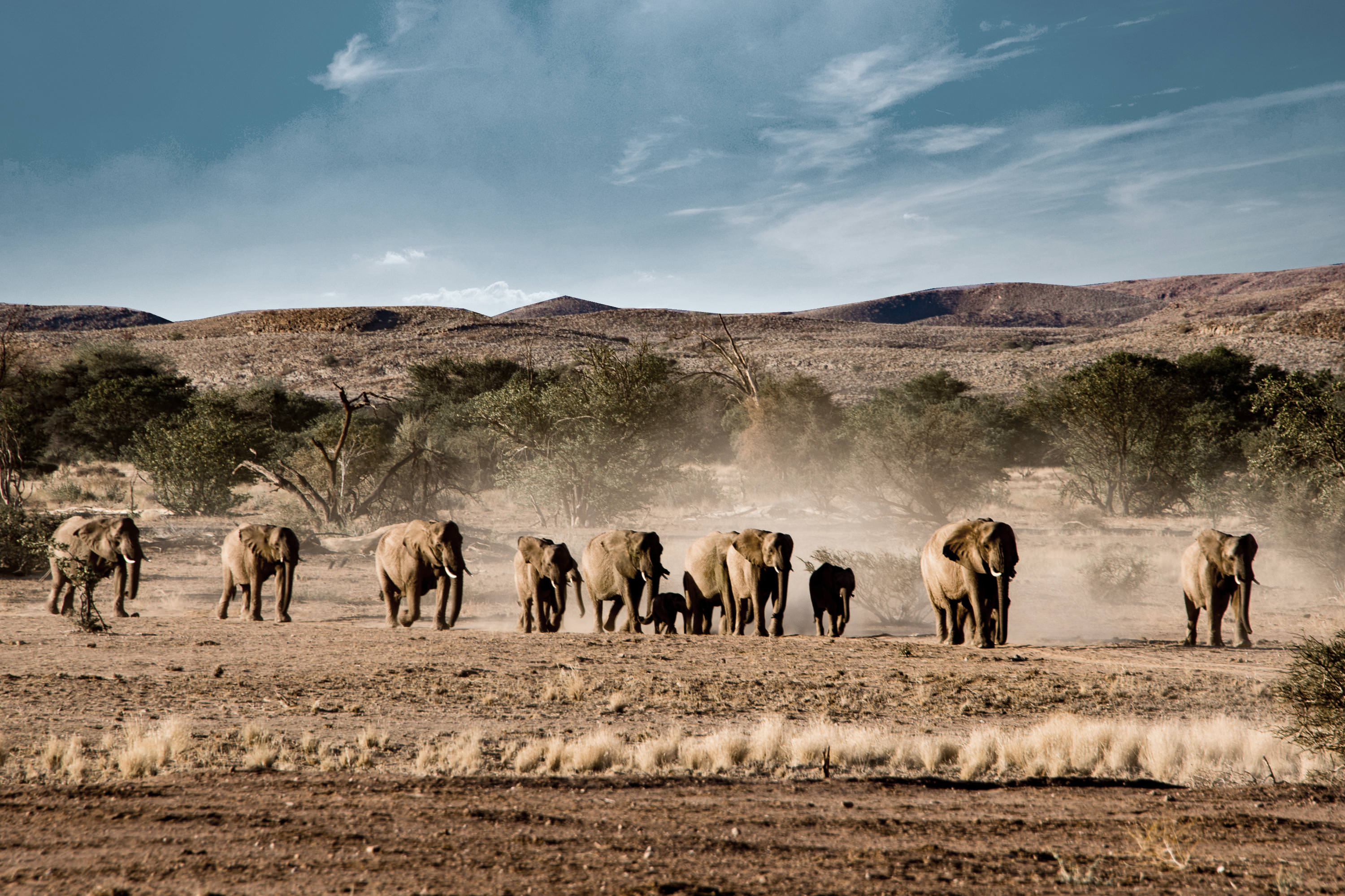 namibia safari tour kosten